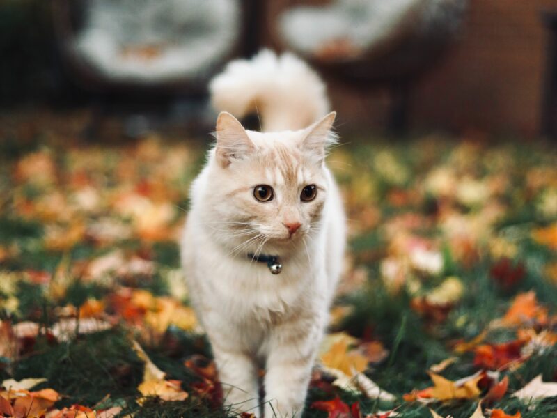 fall nutrition for cats